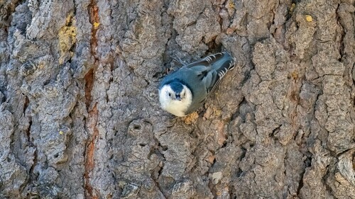 iNaturalist observation photo of White-breasted Nuthatch
