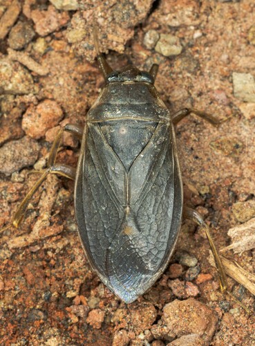 iNaturalist observation photo of Belostoma