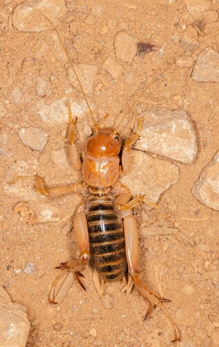 iNaturalist observation photo of North American Jerusalem Crickets