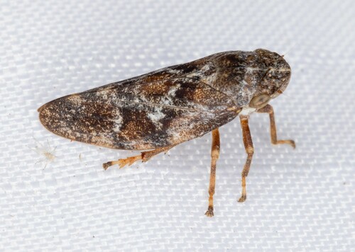 iNaturalist observation photo of Aphrophora