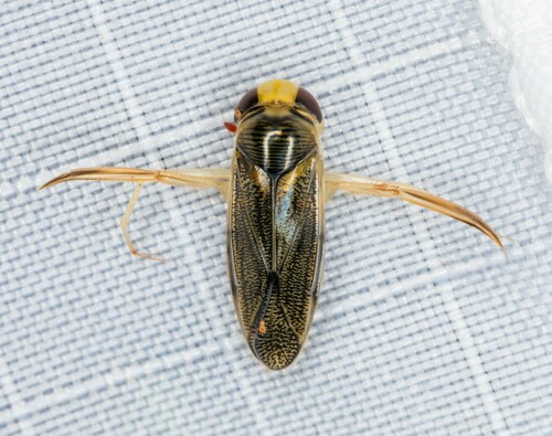 iNaturalist observation photo of Corixinae