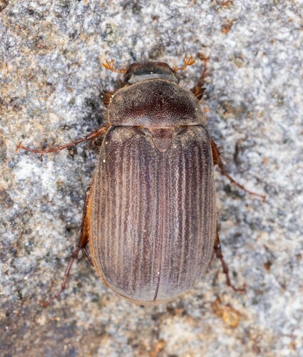 iNaturalist observation photo of Scarabs