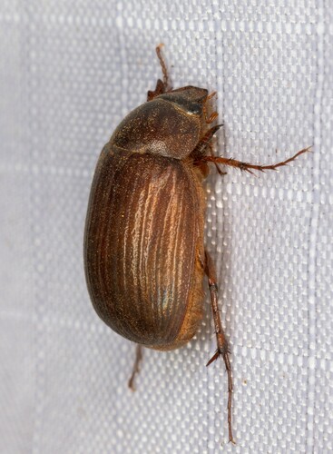 iNaturalist observation photo of Scarabs