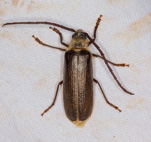 iNaturalist observation photo of Hairy Pine Borer