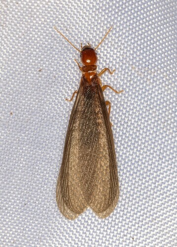 iNaturalist observation photo of Nevada Dampwood Termite