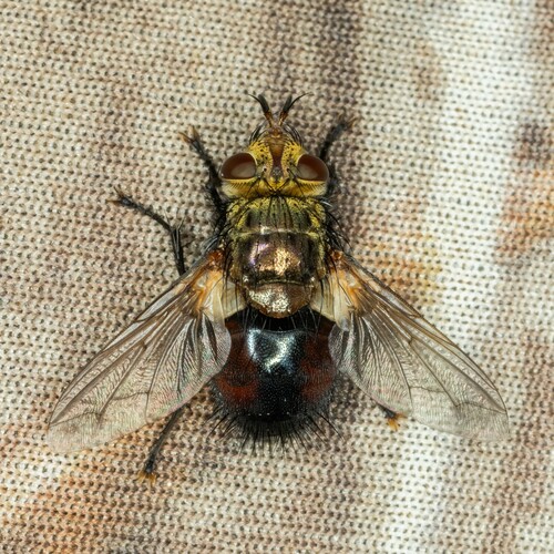 iNaturalist observation photo of Tachinid Flies