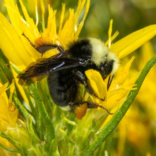 iNaturalist observation photo of Yellow-faced Bumble Bee