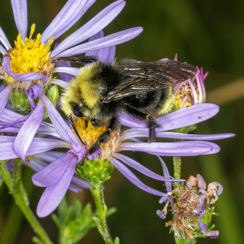 iNaturalist observation photo of Yellow-faced Bumble Bee
