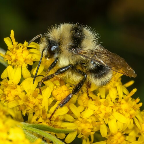 iNaturalist observation photo of Pyrobombus