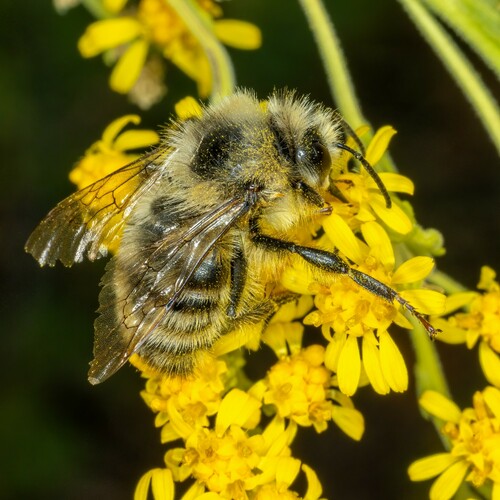 iNaturalist observation photo of Bumble Bees