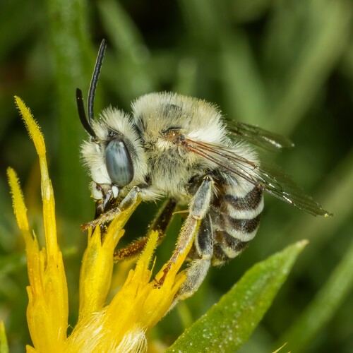 iNaturalist observation photo of Urbane Digger Bee
