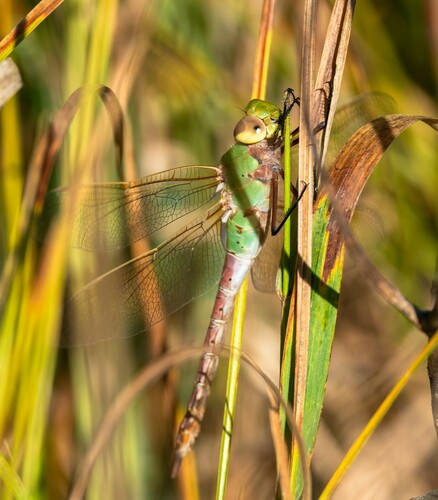 iNaturalist observation photo of Common Green Darner