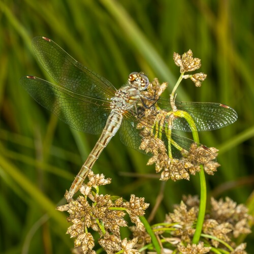 iNaturalist observation photo of Striped Meadowhawk