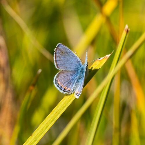 iNaturalist observation photo of Icaricia