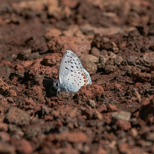 iNaturalist observation photo of Typical Blues