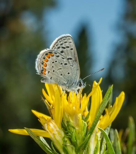 iNaturalist observation photo of Icaricia