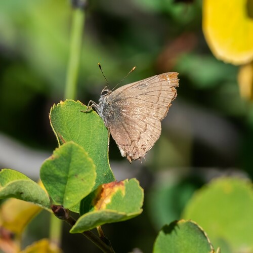 iNaturalist observation photo of Hedgerow Hairstreak