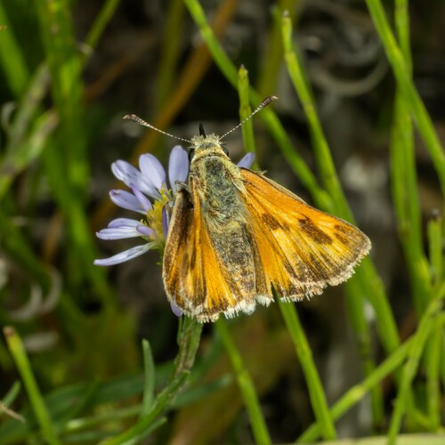 iNaturalist observation photo of Woodland Skipper