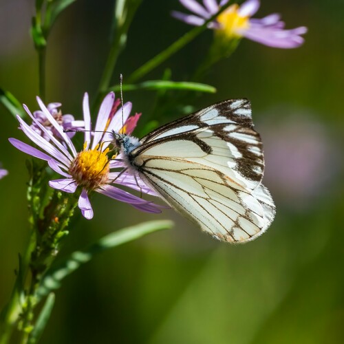 iNaturalist observation photo of Pine White