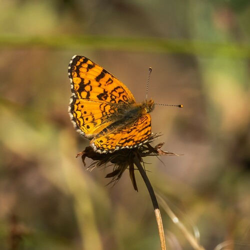 iNaturalist observation photo of Mylitta Crescent