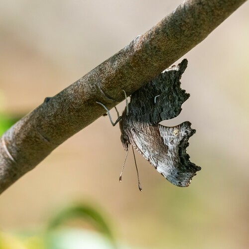 iNaturalist observation photo of Hoary Comma