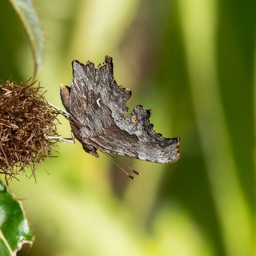 iNaturalist observation photo of Hoary Comma