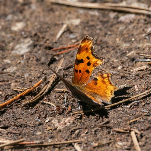iNaturalist observation photo of Hoary Comma