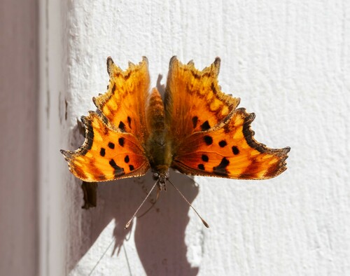 iNaturalist observation photo of Hoary Comma