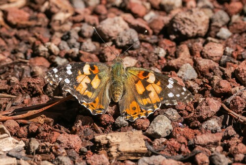 iNaturalist observation photo of Painted Lady