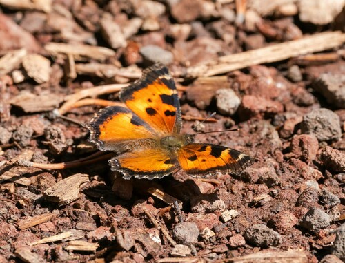 iNaturalist observation photo of California Tortoiseshell