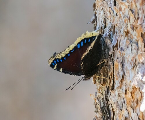 iNaturalist observation photo of Mourning Cloak