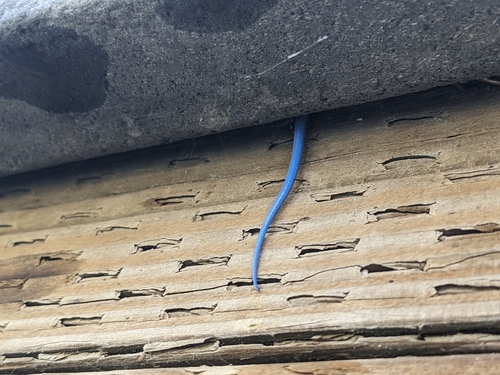 iNaturalist observation photo of Gilbert's Skink