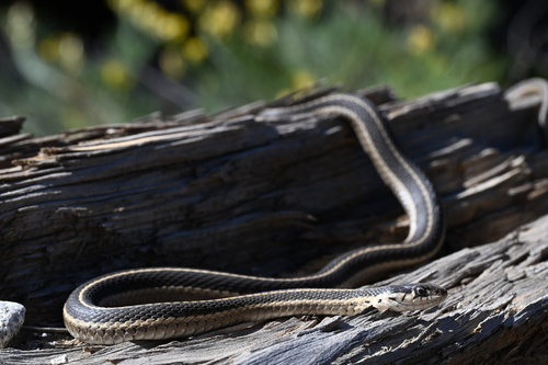 iNaturalist observation photo of Western Terrestrial Garter Snake