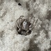 Archbold's Burrowing Wolf Spider - Photo (c) insulindian_phasmid, all rights reserved, uploaded by insulindian_phasmid