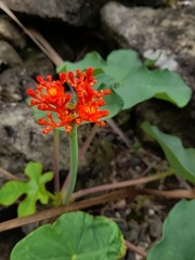 Jatropha podagrica image