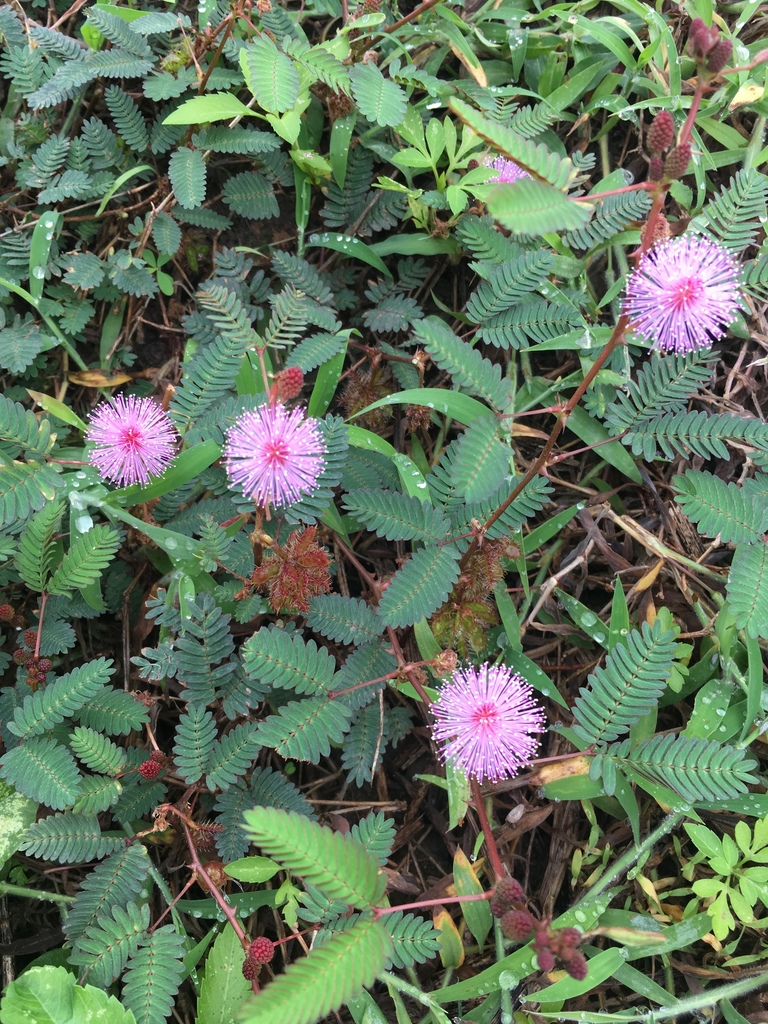 Sensitive Plant (Mimosa pudica) · iNaturalist