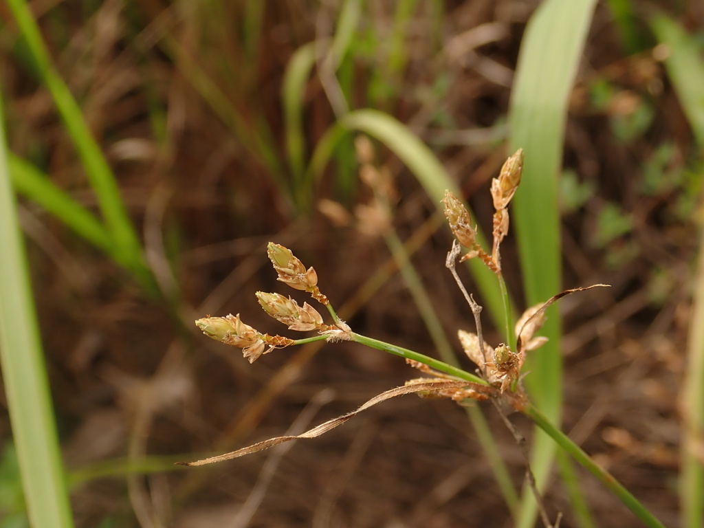 Fimbristylis dichotoma (Fimbristylis dichotoma)