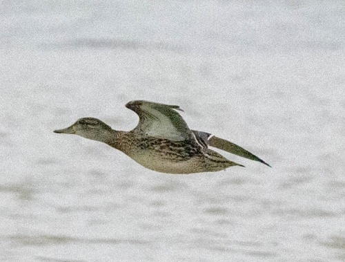 Green-winged Teal