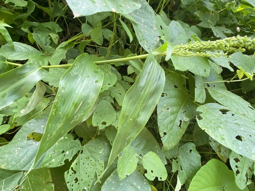 climbing tribisee (Lasiacis ruscifolia)