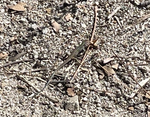 iNaturalist observation photo of Western Whiptail