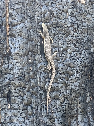 iNaturalist observation photo of Northern Alligator Lizard
