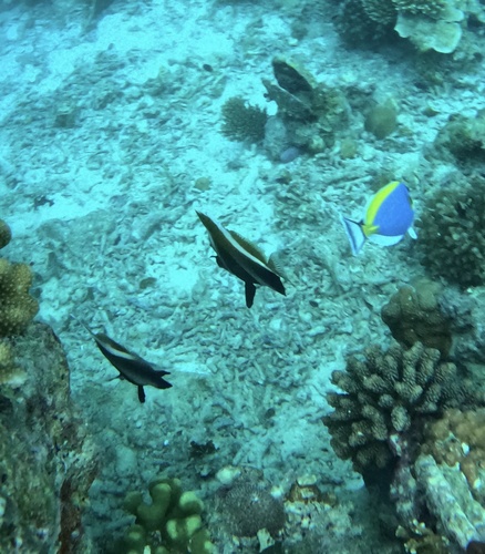Phantom Bannerfish — seen at this dive site