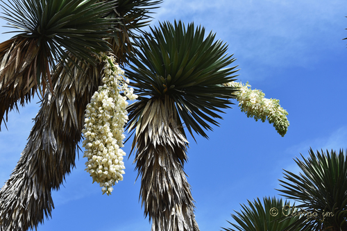 palm yucca