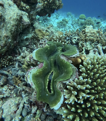 Fluted Giant Clam — seen at this dive site