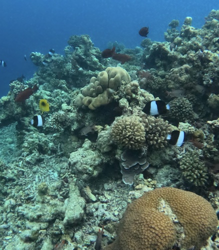 Black Pyramid Butterflyfish — seen at this dive site