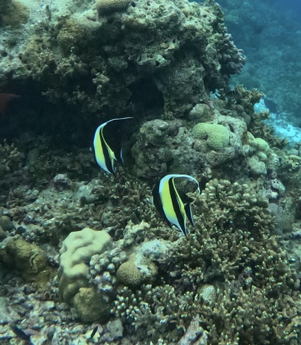 Moorish Idol — seen at this dive site