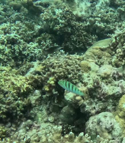Sixbar Wrasse — seen at this dive site