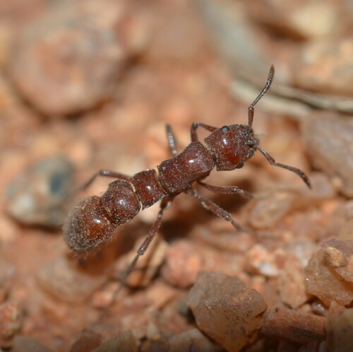 Lioponera clarkiLioponera clarki