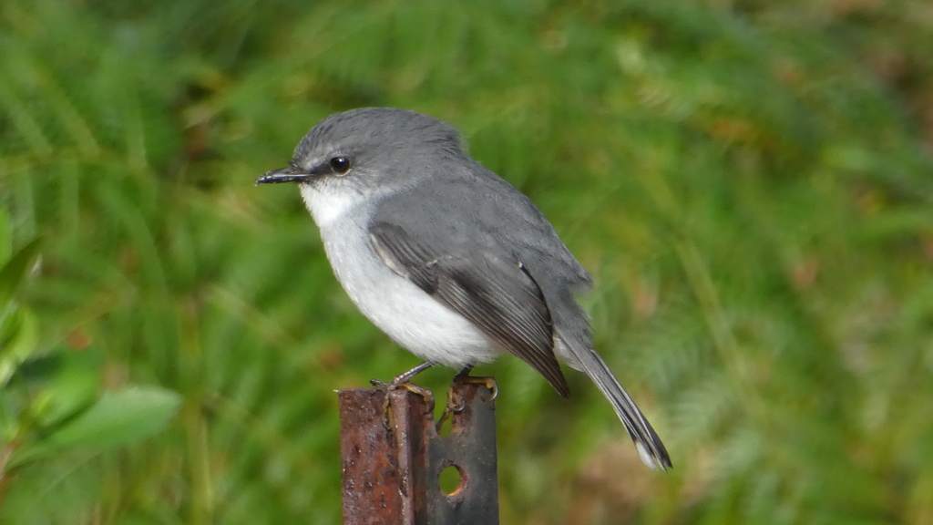 White-breasted Robin photo
