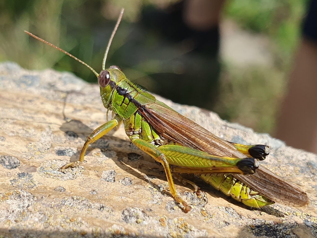 Ognevia longipennis from 3186 Shima, Nakanojo, Agatsuma District, Gunma ...